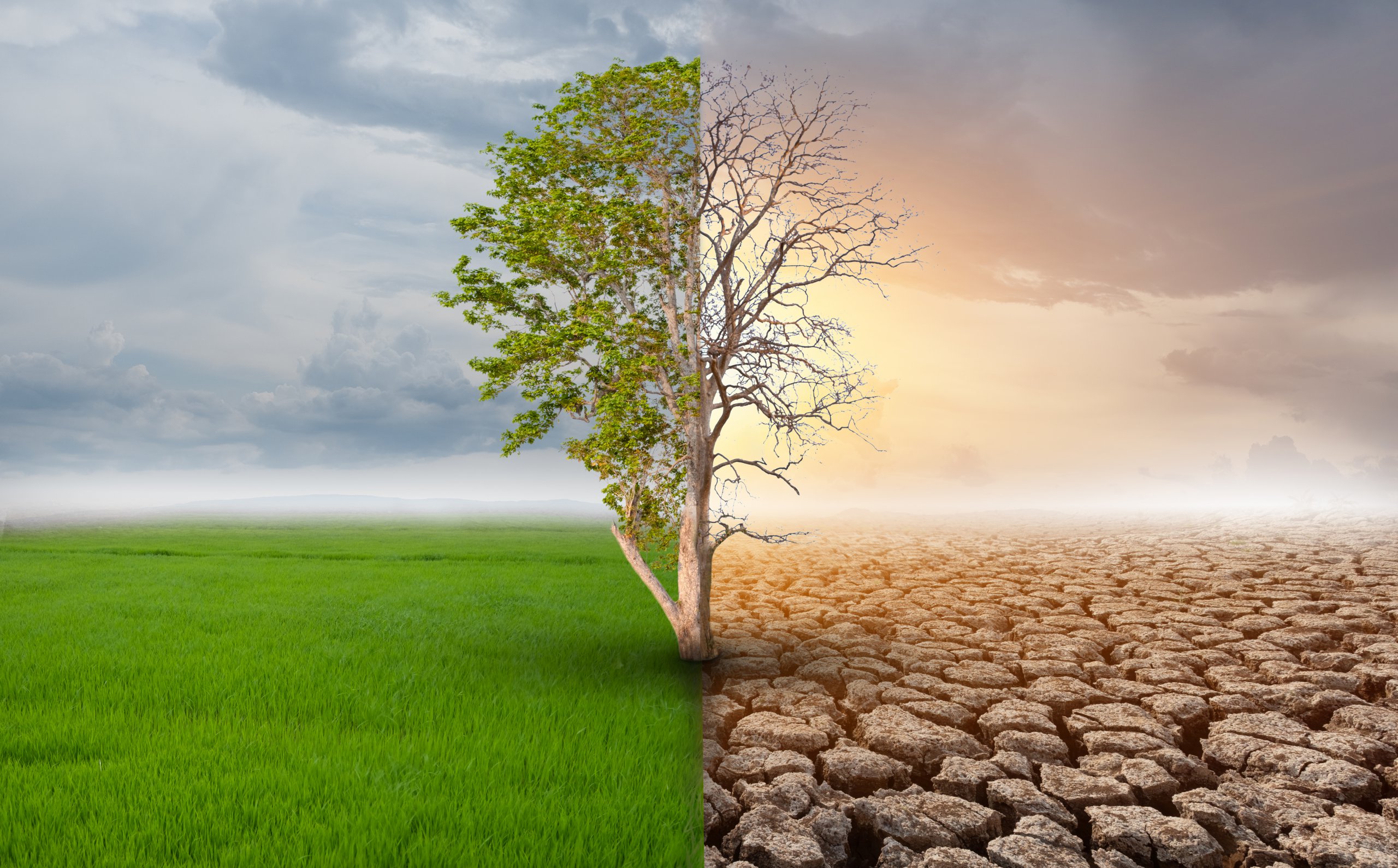 The Role of Climate Change on Leading Brands