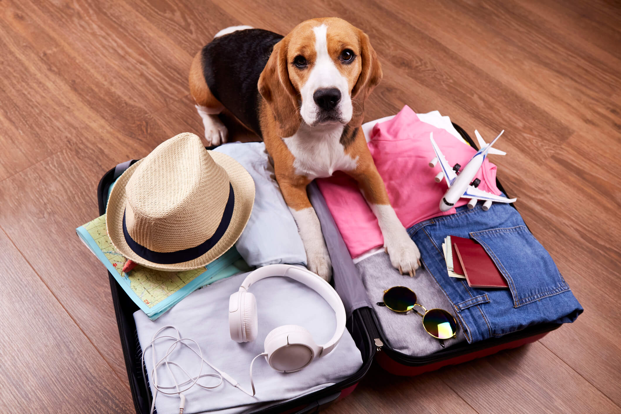 What To Know About Domestic Travel Insurance